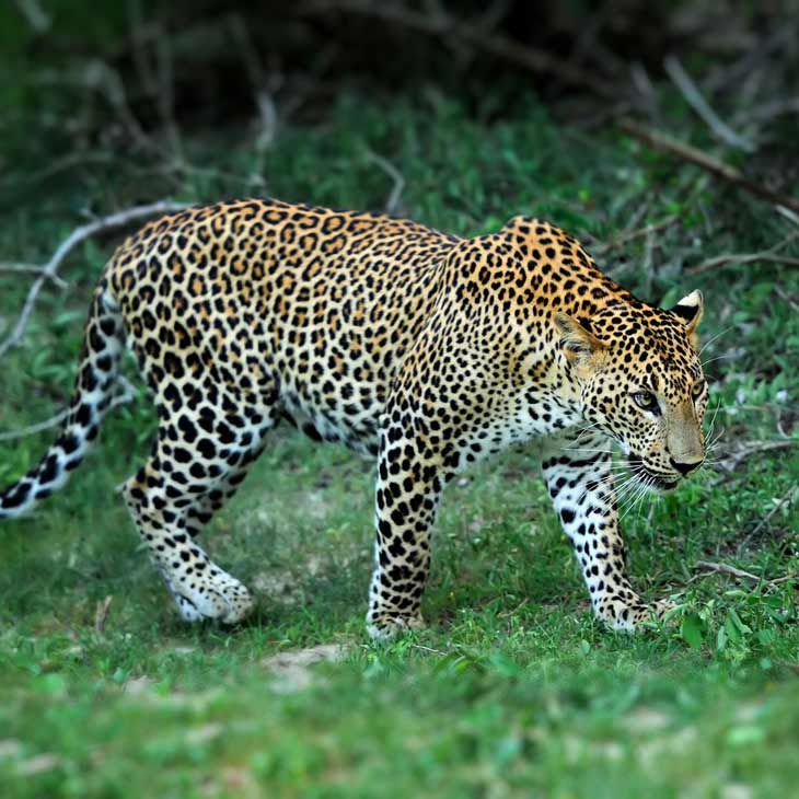 Yala National Park