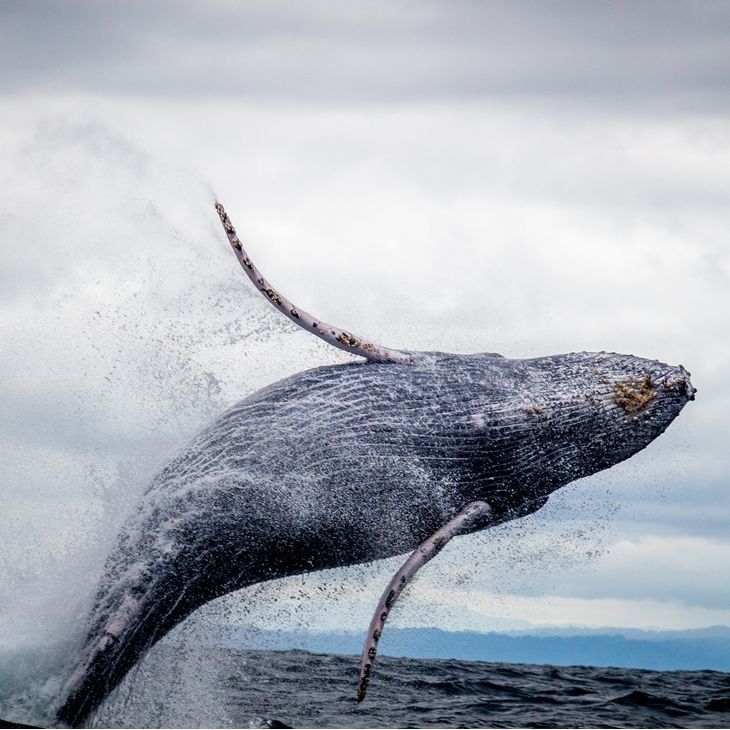 Whale Watching