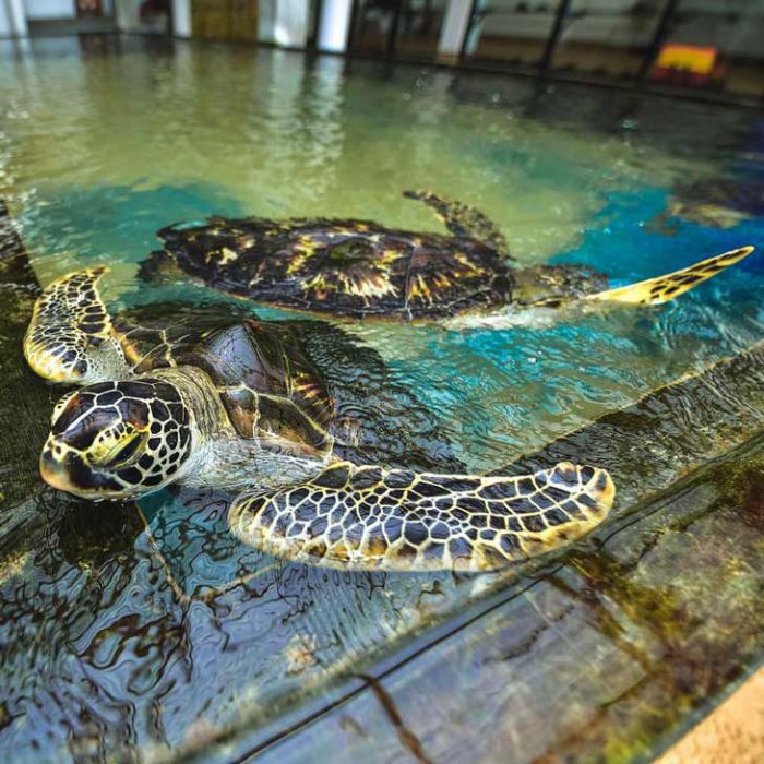 Turtle Hatchery 